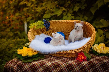 Sphynx hairless cat in nature. Sphinx in a wooden basket in the garden.の写真素材