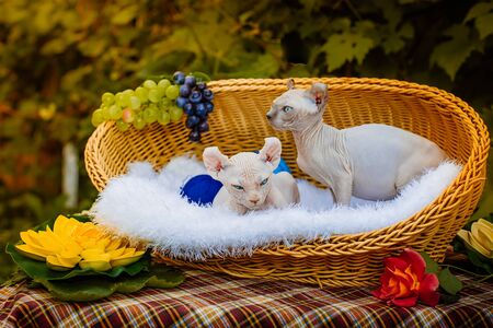 Sphynx hairless cat in nature. Sphinx in a wooden basket in the garden.の写真素材