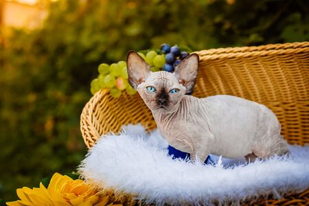 Sphynx hairless cat in nature. Sphinx in a wooden basket in the garden.の写真素材