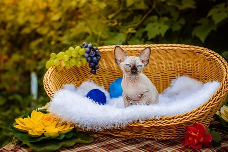 Sphynx hairless cat in nature. Sphinx in a wooden basket in the garden.の写真素材