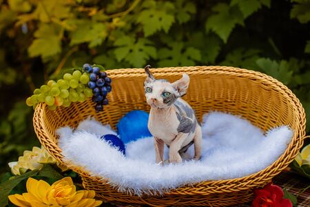 Sphynx hairless cat in nature. Sphinx in a wooden basket in the garden.の写真素材