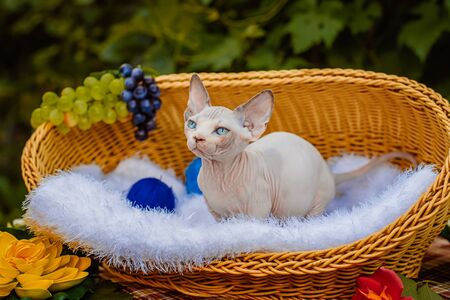 Sphynx hairless cat in nature. Sphinx in a wooden basket in the garden.の写真素材