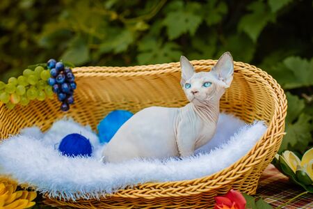 Sphynx hairless cat in nature. Sphinx in a wooden basket in the garden.の写真素材