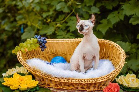 Sphynx hairless cat in nature. Sphinx in a wooden basket in the garden.の写真素材