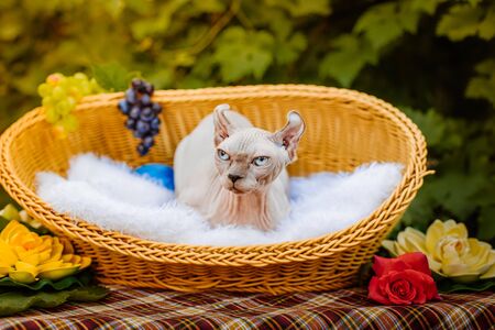 Sphynx hairless cat in nature. Sphinx in a wooden basket in the garden.の写真素材