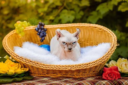 Sphynx hairless cat in nature. Sphinx in a wooden basket in the garden.の写真素材