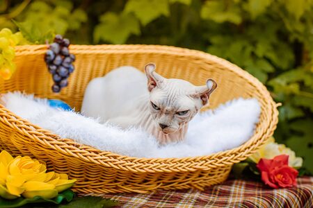 Sphynx hairless cat in nature. Sphinx in a wooden basket in the garden.の写真素材