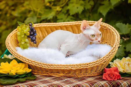 Sphynx hairless cat in nature. Sphinx in a wooden basket in the garden.の写真素材