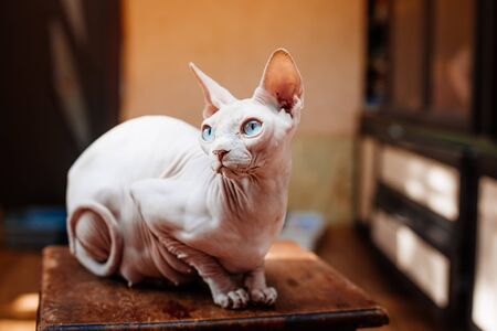 Sphynx cat in his house. Hairless catの写真素材