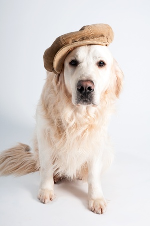 A golden retriever in a hatの写真素材