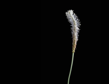 close-up of a lonely wildflower isolated on a black background, place for textの写真素材