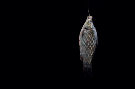 river crucian carp hanging on a hook on a black background, place for text, copy space