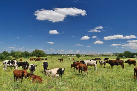 Herd of cows graze on the open green meadows at spring dayの写真素材