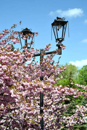 Beautiful sakura flower (cherry blossom) in spring. blossoming branch with pink sakura flowers on blue sky.の写真素材