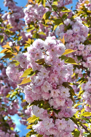 Beautiful sakura flower (cherry blossom) in spring. blossoming branch with pink sakura flowers on blue sky.の写真素材