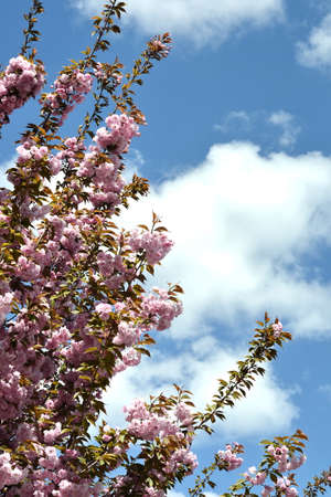 Beautiful sakura flower (cherry blossom) in spring. blossoming branch with pink sakura flowers.の写真素材