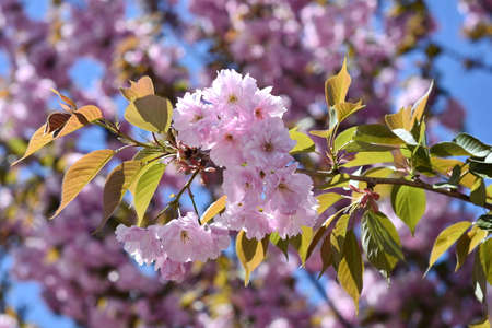 Beautiful sakura flower (cherry blossom) in spring. blossoming branch with pink sakura flowers.の写真素材