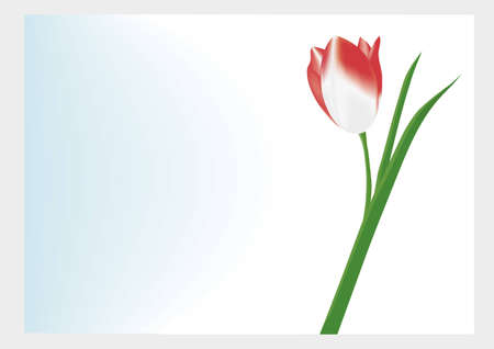 Lonely red tulip on a white-blue backgroundのイラスト素材