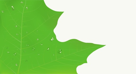 illustration of a maple leaf with water drops   のイラスト素材