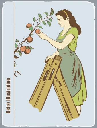 Retro an illustration, the woman gathers apples from a treeのイラスト素材