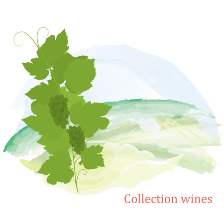 Illustration, grapevine and grapes clustersのイラスト素材