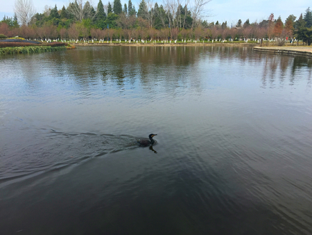 Cruising around the cormorantの写真素材