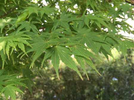 Maple Leafの写真素材
