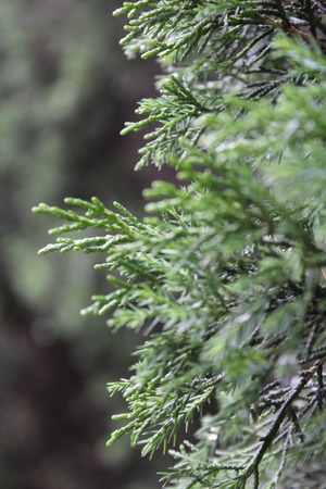leavesの写真素材