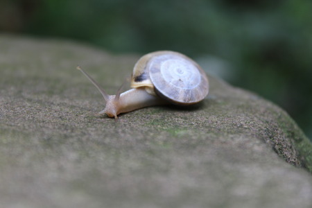 Exploring snailの写真素材