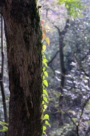 Tree trunkの写真素材