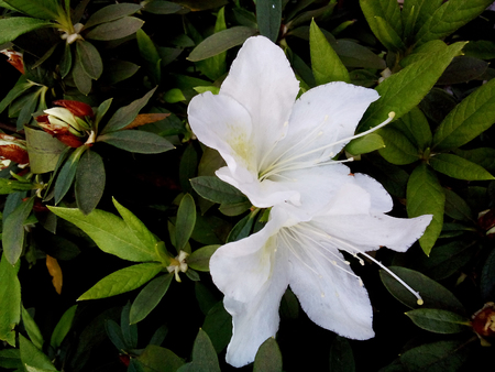 White rhododendronの写真素材