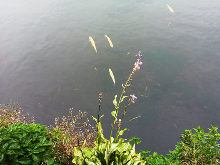 The Koi in the Eight Seas of Nino.の写真素材