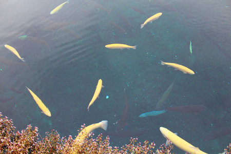 The Koi in the Eight Seas of Nino.の写真素材