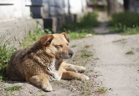 Cute dog is chilling under the sun in the green grassの写真素材