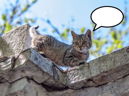 A very cute stripped homeless cat on the roof of the fence looks at the photographer with a piercing look. Its sunny weather outside. There is a text space (thought bubble)の写真素材