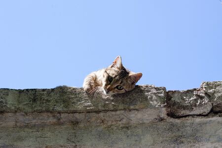 A very cute stripped homeless cat lies on the roof of the fence looks at the photographer with a piercing look. Its sunny weather outsideの写真素材