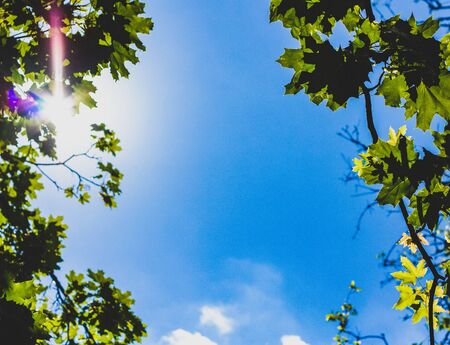 The rays of the sun break through the green leaves. Its sunny weather outsideÑ. There is a copy-space placeの写真素材