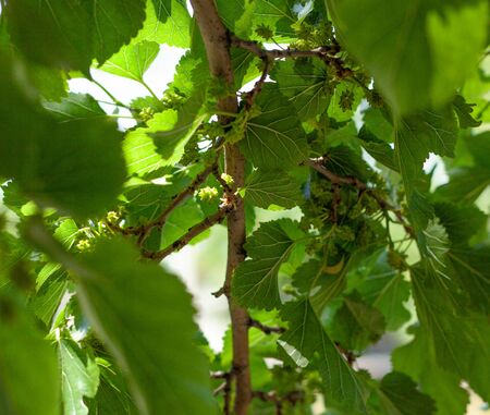 Green mulberry leaves in a sunny dayの写真素材