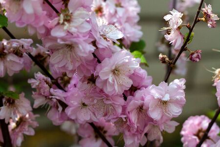 Japanese Sakura Blossom In Spring looks wondering in a sunny day. It has small light pink flowersの写真素材