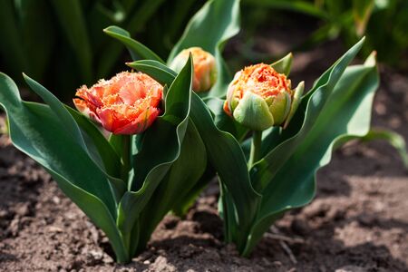 A group of several orange tulips in the flowerbed の写真素材