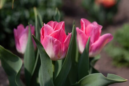 A group of several pink tulips in the flowerbed の写真素材