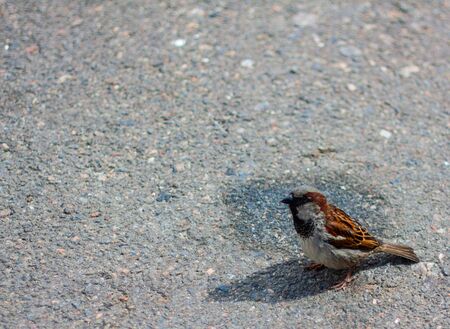 One sparrow on the pavement in sunny weather is looking for a foodの写真素材