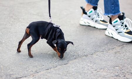 A very small black chihuahua puppy on a leash without tailの写真素材