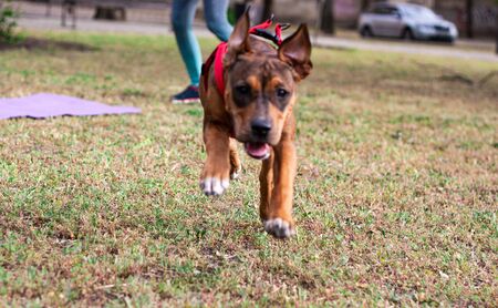 A very cheerful, joyful and positive dog runs very quickly right in the camera. The girl is doing fitness on the background.の写真素材