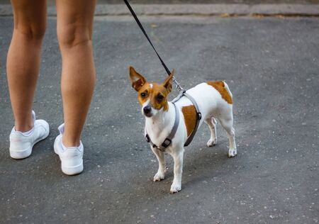 The girl stands on the street with a puppy Teddy Roosevelt Terrier. This curious dog looks straight to the cameraの写真素材