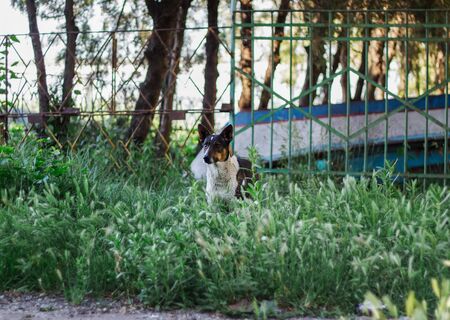 a very curious dog in the village sits in the grass  and looks at the camera with an interesting lookの写真素材