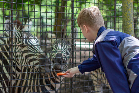Nikolaev, Ukraine- June 1, 2020:  One young fair-haired boy, dressed in a sports jacket, feeds two zebras with carrots in a zoo. (selective focus)のeditorial素材