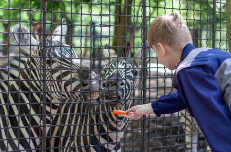 Nikolaev, Ukraine- June 1, 2020: One young fair-haired boy, dressed in a sports jacket, feeds two zebras with carrots in a zoo.  (selective focus)のeditorial素材