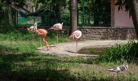 A group of pink flamingos stand under the sun near the pond. They have bright plumage, long legs and necks. There is a cat resting on the grass in the right corner. The weather is sunny in a zoo.  の写真素材