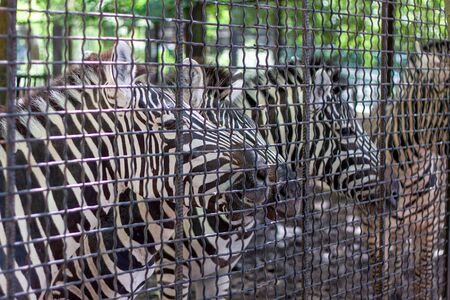 Three zebras are  in a zoo. They are looking at the people and wants a food. The weather is sunny in a zoo.  の写真素材